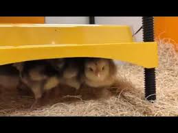 Brinsea Chick Brooder Warmeplatte